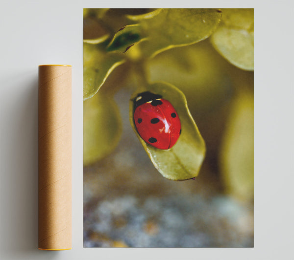Red Ladybug On Green Leaf Giclee Print