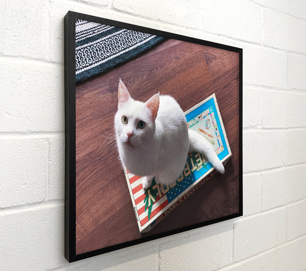 White Cat On Blue Box