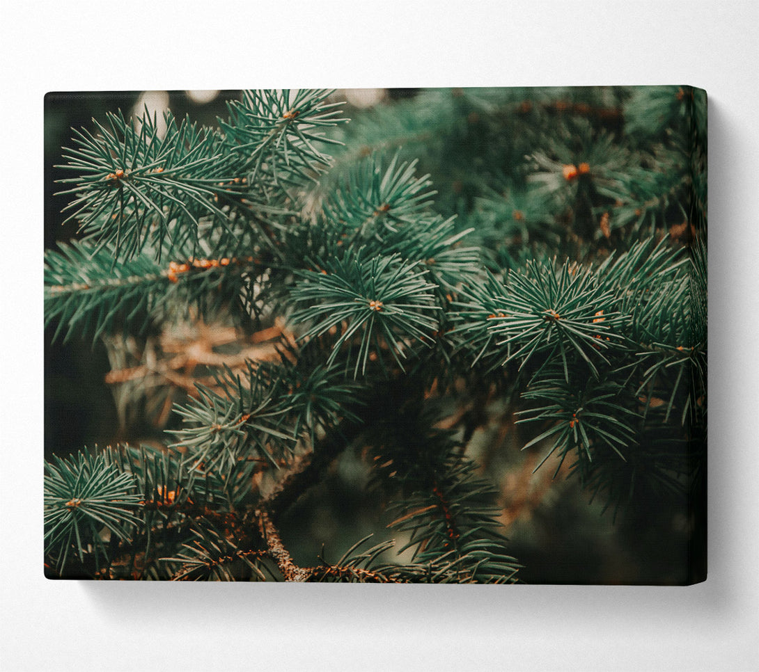  A Canvas Print of Emerald Pine Needles Canvas Art