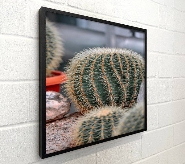 Green Spiky Desert Bloom