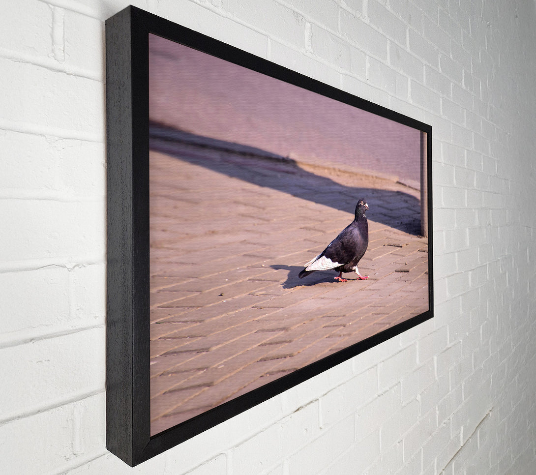  A Canvas Print of Black Pigeon On Brick Canvas Art