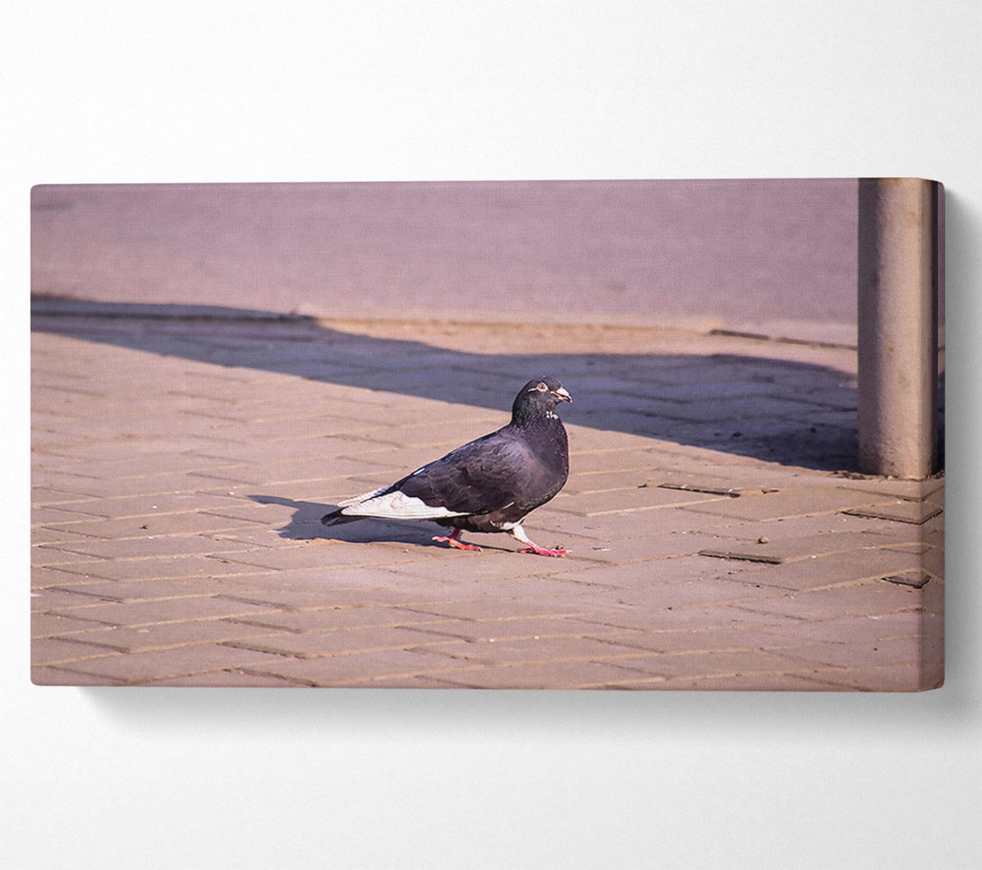  A Canvas Print of Black Pigeon On Brick Canvas Art