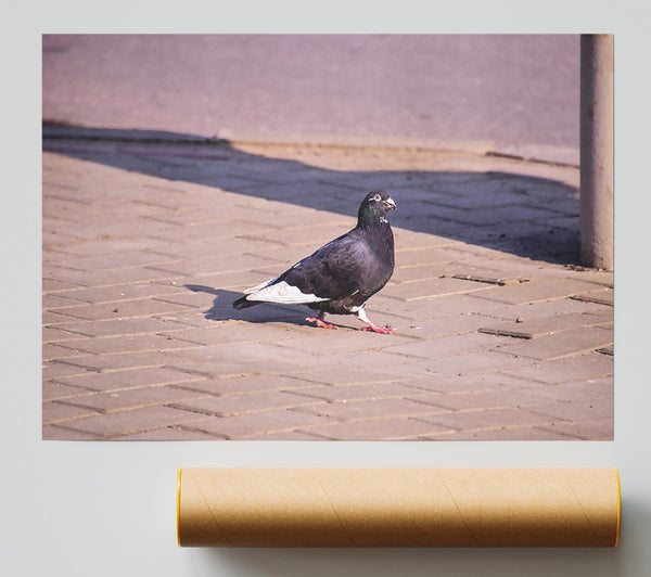 Black Pigeon On Brick Poster