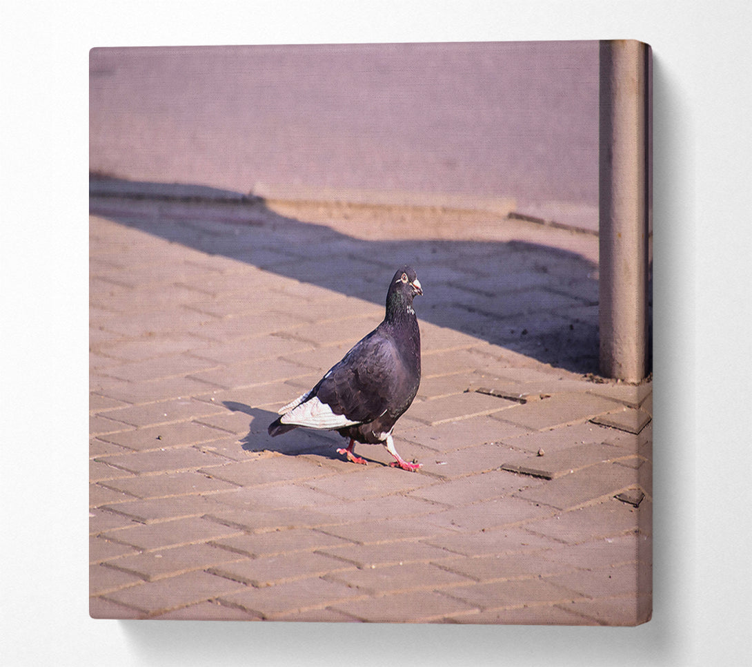  A Canvas Print of Black Pigeon On Brick Canvas Art