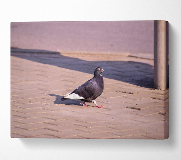  A Canvas Print of Black Pigeon On Brick Canvas Art