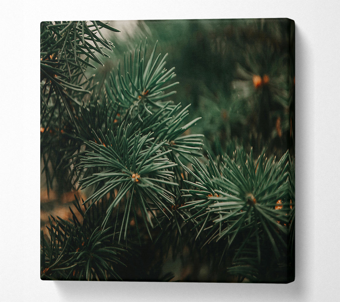  A Canvas Print of Emerald Pine Needles Canvas Art