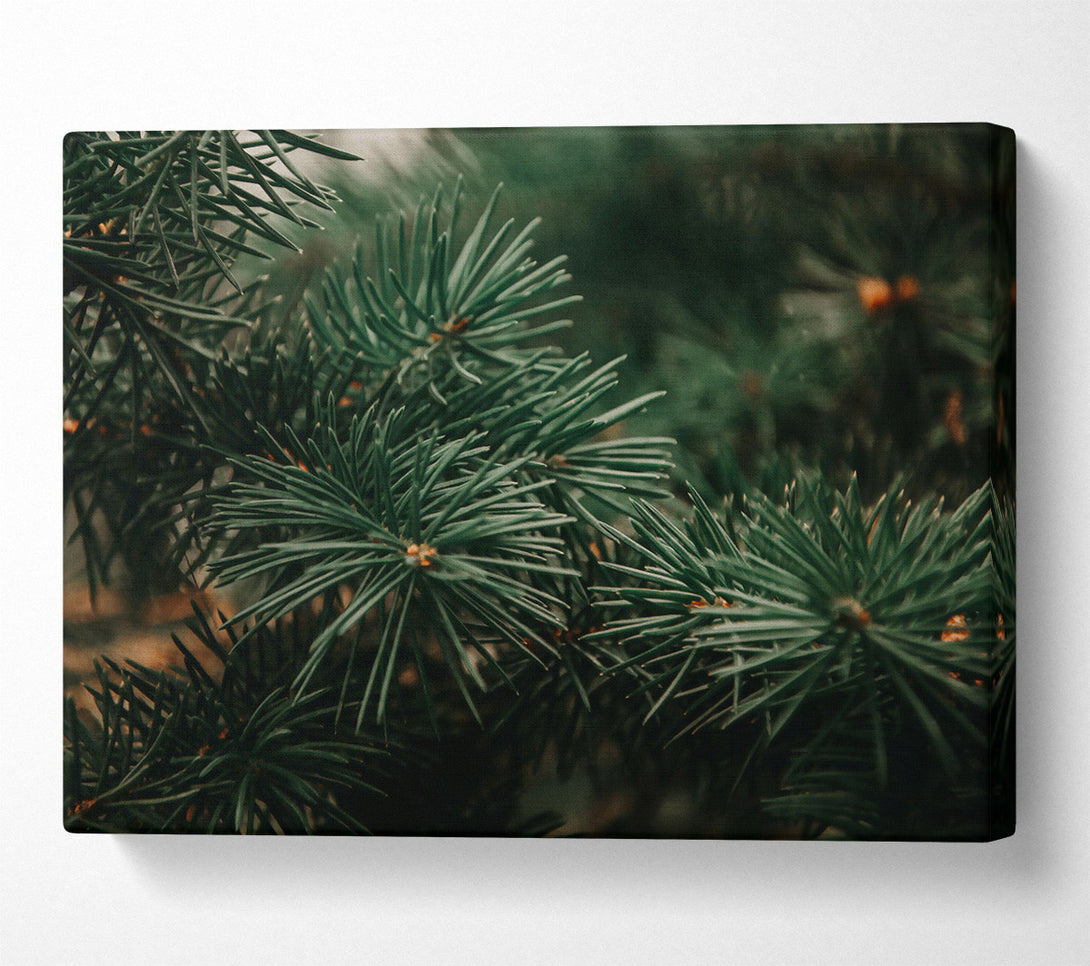  A Canvas Print of Emerald Pine Needles Canvas Art