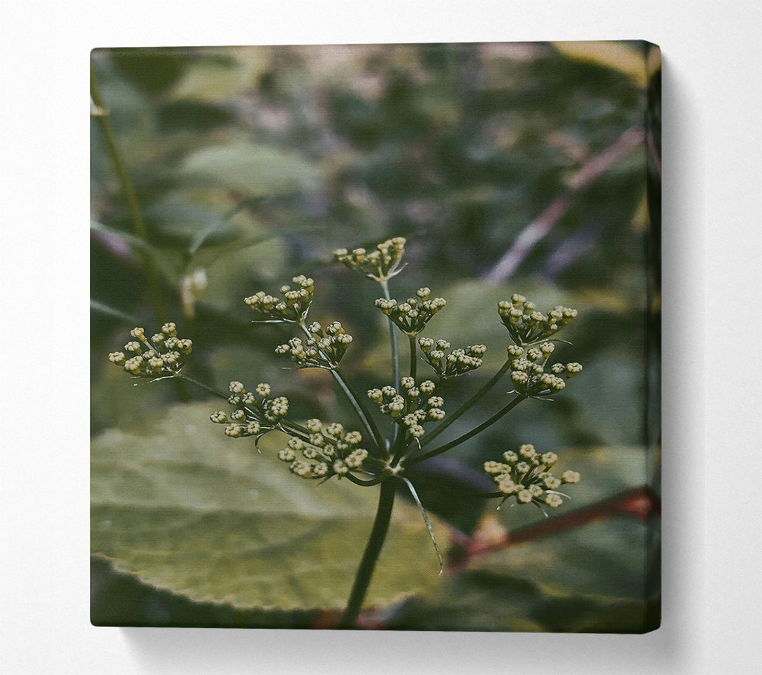  A Canvas Print of Green Budding Bloom Canvas Art