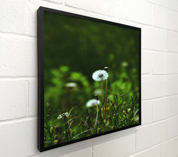 Green Dandelion Wish
