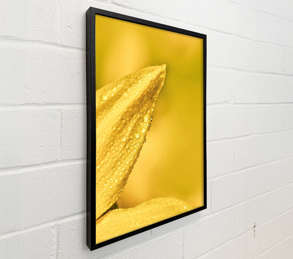 Golden Dewdrop Petal