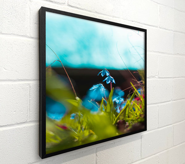 Blue Spring Bloom
