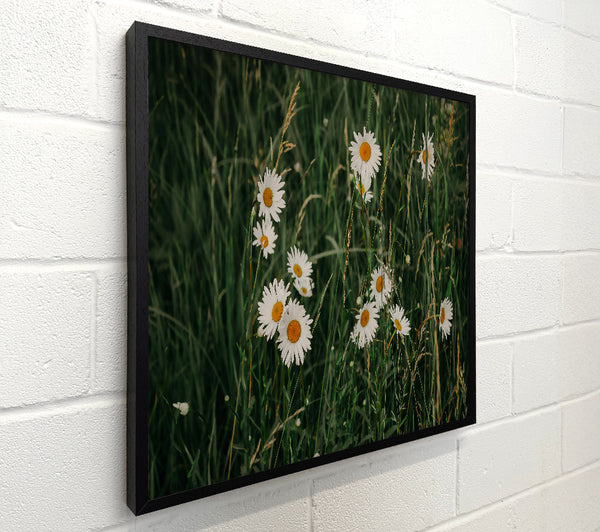 Green Field Daisies