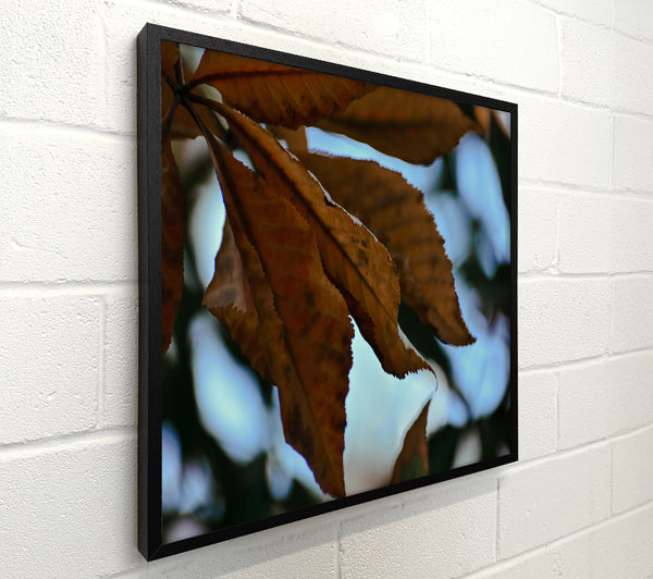 Autumn Brown Leaves