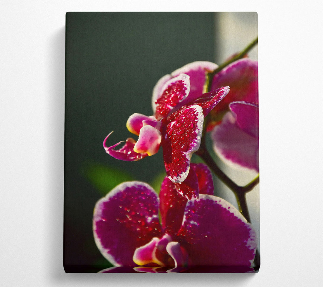  A Canvas Print of Crimson Orchid Bloom Canvas Wall Art