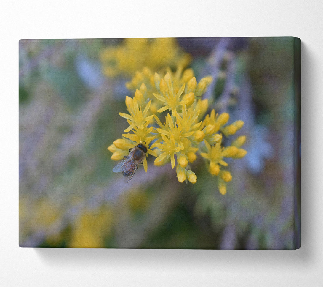 A Canvas Print of Golden Bee'S Bounty Canvas Wall Art