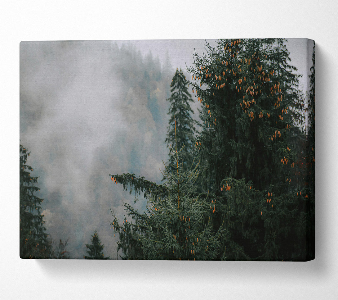  A Canvas Print of Green Foggy Pines Canvas Print