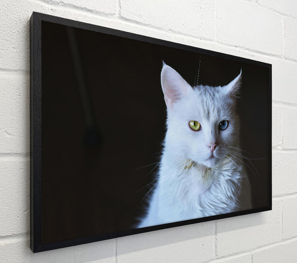 White Feline Gaze
