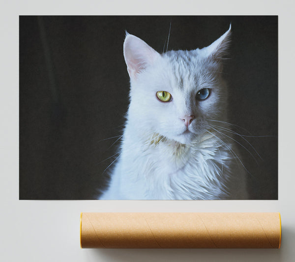 White Feline Gaze Giclee Print