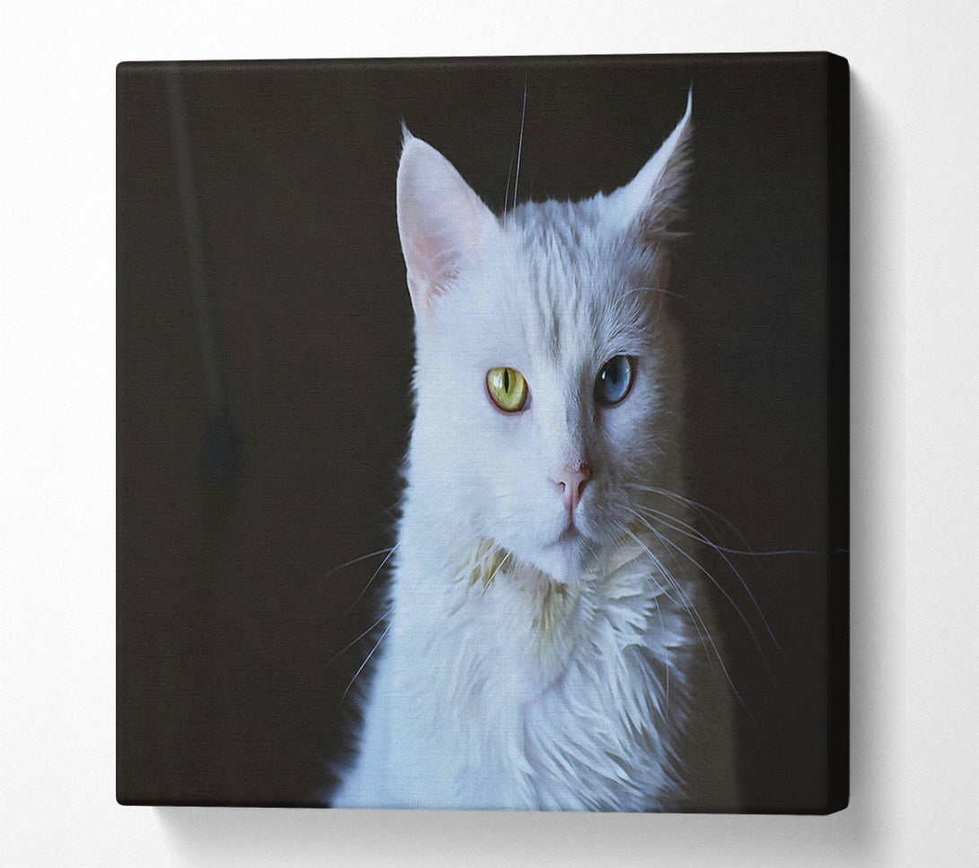  A Canvas Print of White Feline Gaze Canvas Art