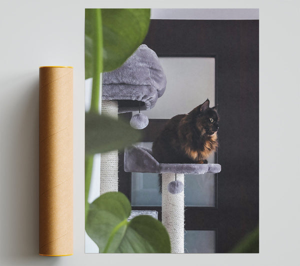 Gray Cat On Perch Poster