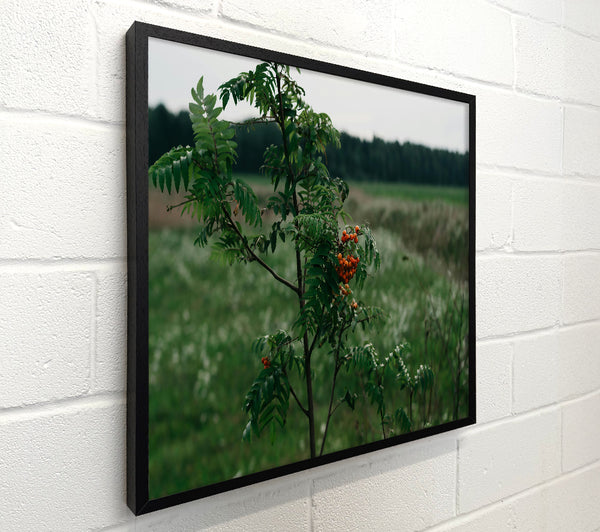 Orange Berries In Green