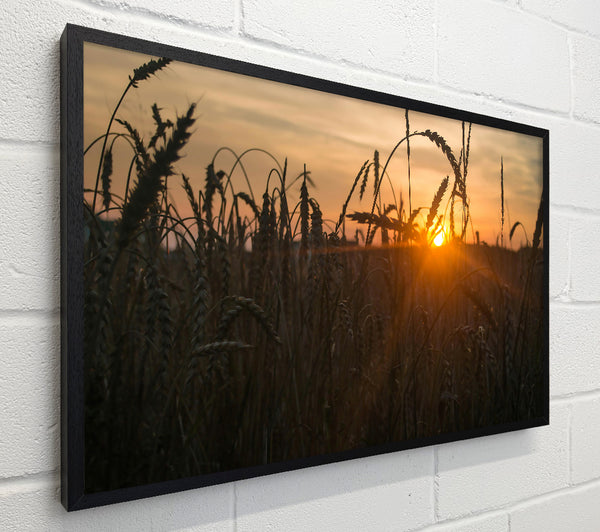 Golden Sunset Field