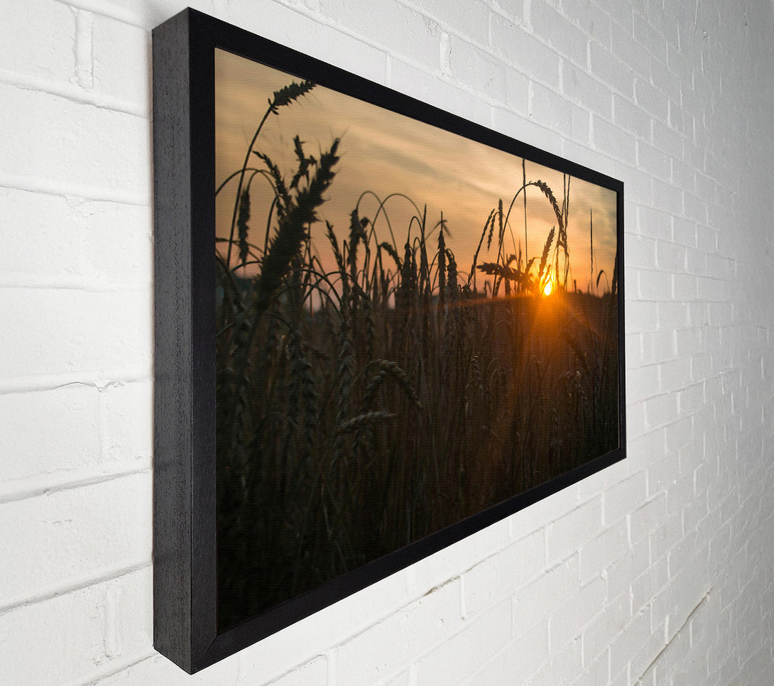  A Canvas Print of Golden Sunset Field Canvas Wall Art