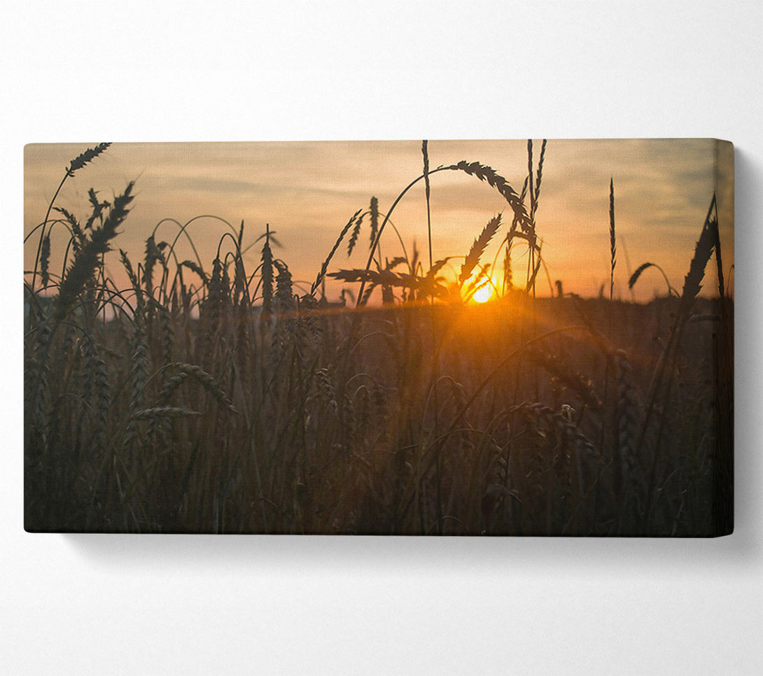  A Canvas Print of Golden Sunset Field Canvas Wall Art