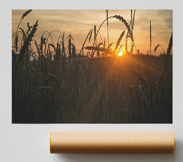 Golden Sunset Field Giclee Print