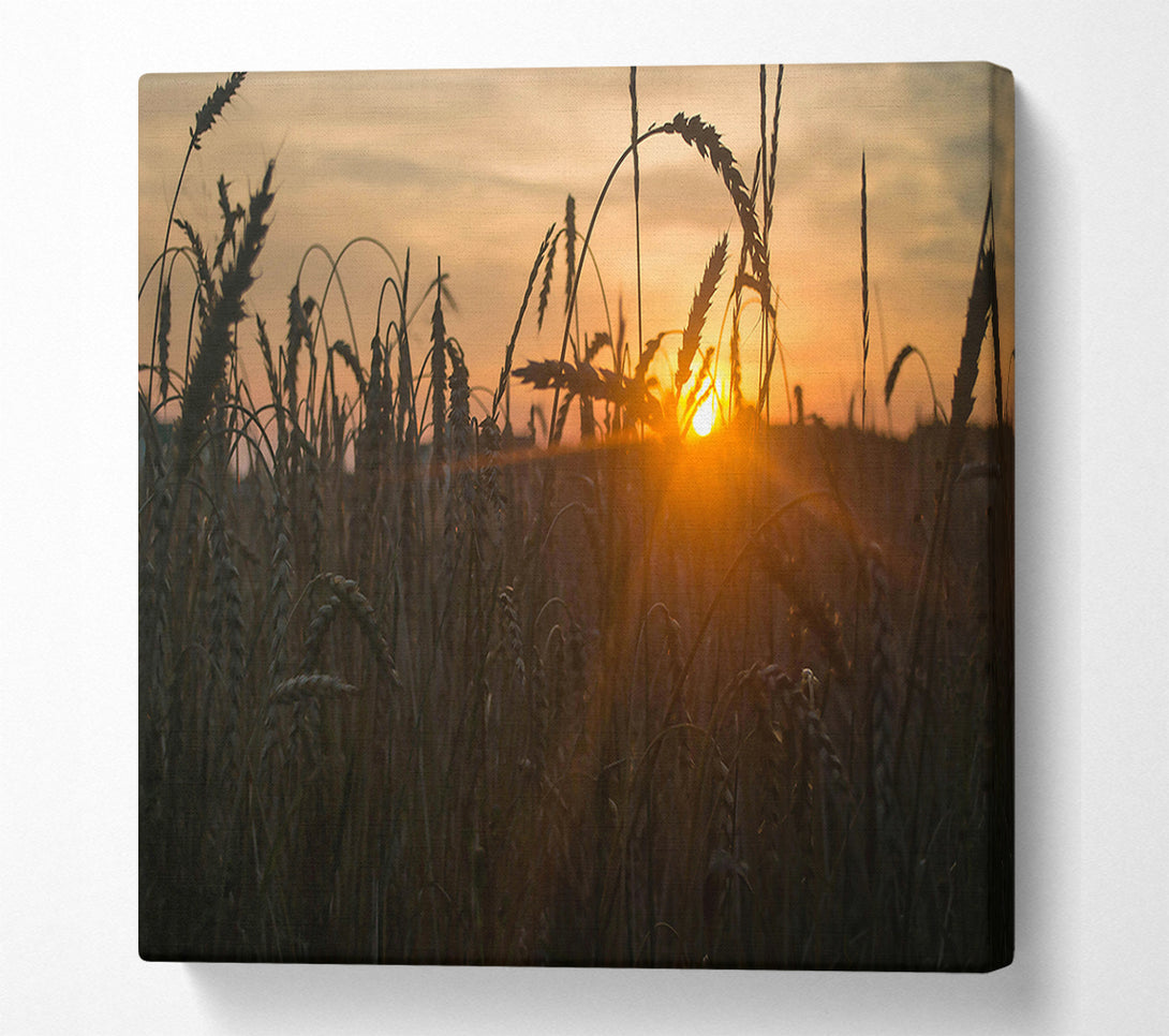  A Canvas Print of Golden Sunset Field Canvas Wall Art