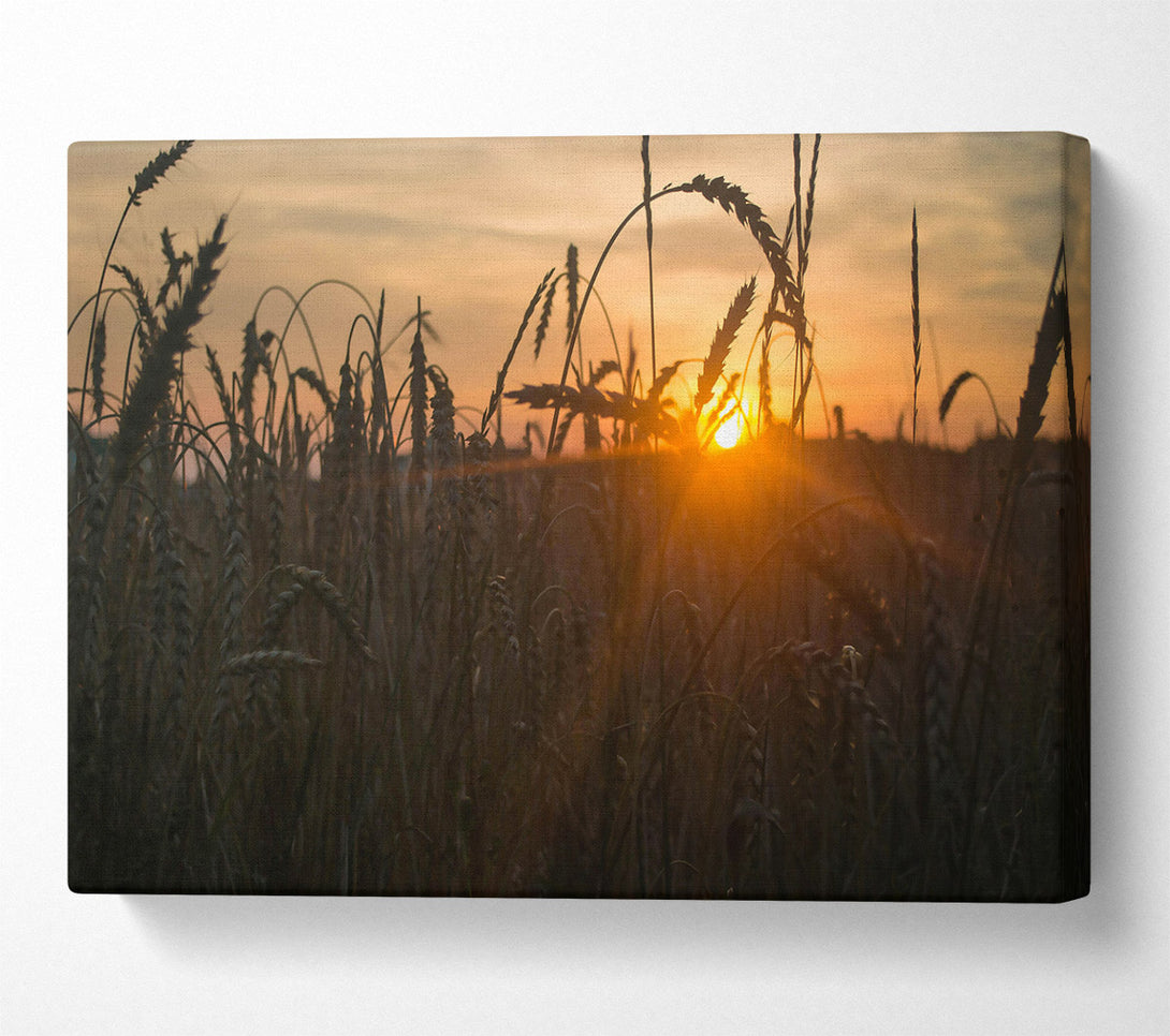  A Canvas Print of Golden Sunset Field Canvas Wall Art