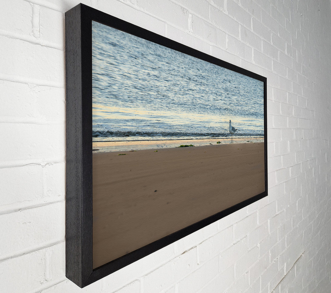  A Canvas Print of Golden Sand Seagull Canvas Wall Art