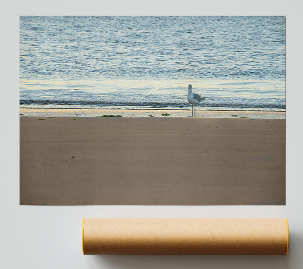 Golden Sand Seagull Print