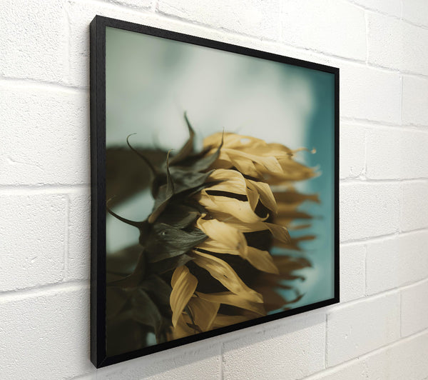 Golden Sun-Kissed Petals