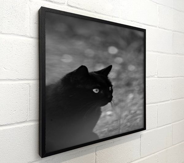 Black Cat In The Fog