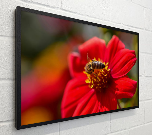 Crimson Bloom And Bee
