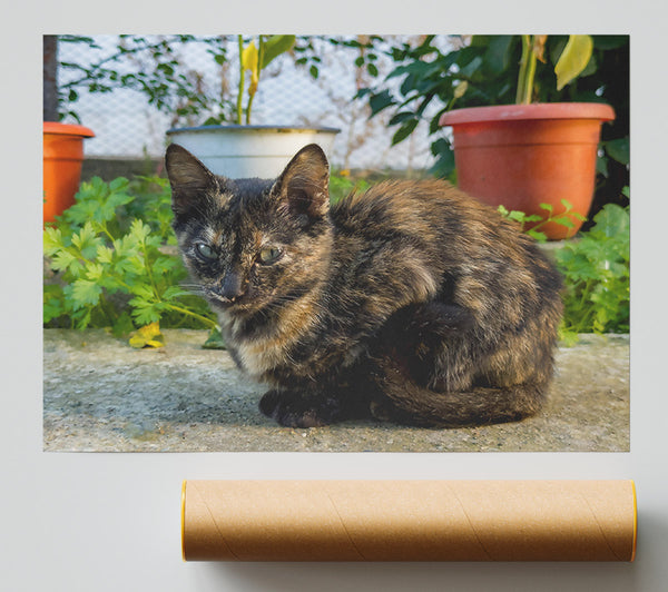 Black Cat In The Garden Giclee Print