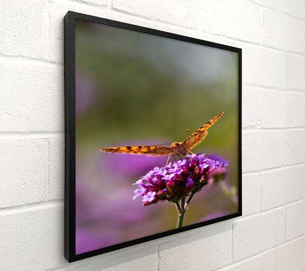 Purple Bloom'S Orange Guest