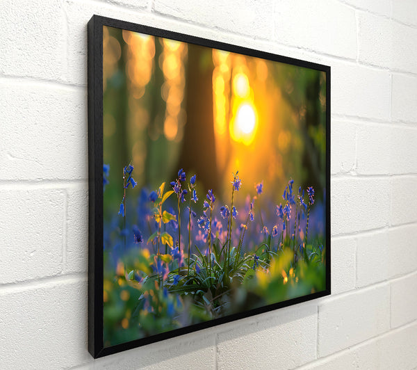 Golden Bluebells Sunset