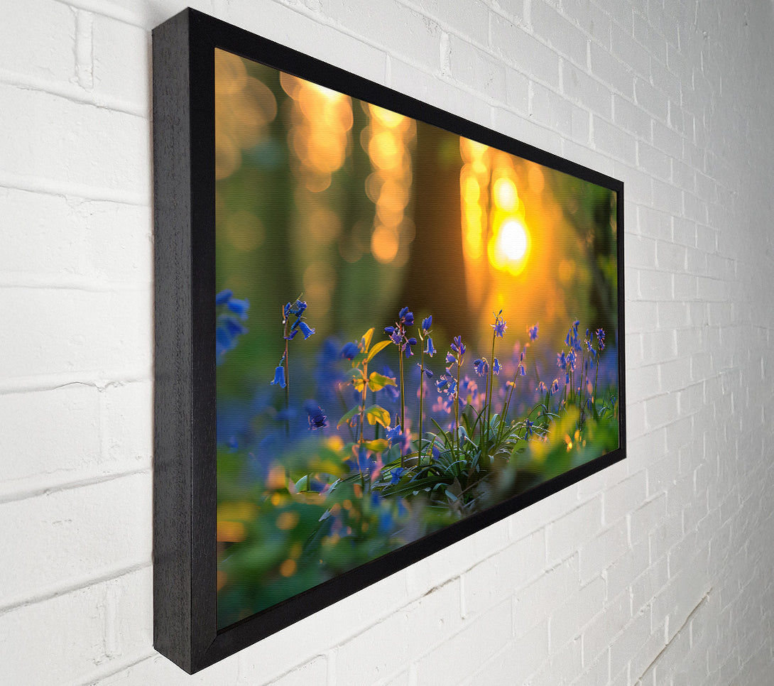  A Canvas Print of Golden Bluebells Sunset Canvas Art