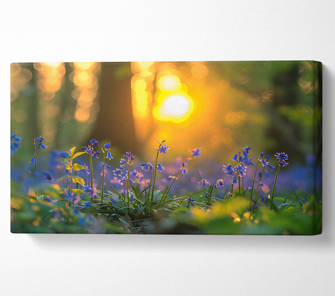  A Canvas Print of Golden Bluebells Sunset Canvas Art