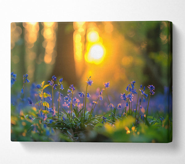  A Canvas Print of Golden Bluebells Sunset Canvas Art