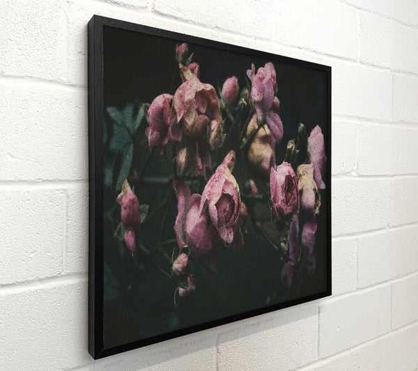 Faded Mauve Blooms