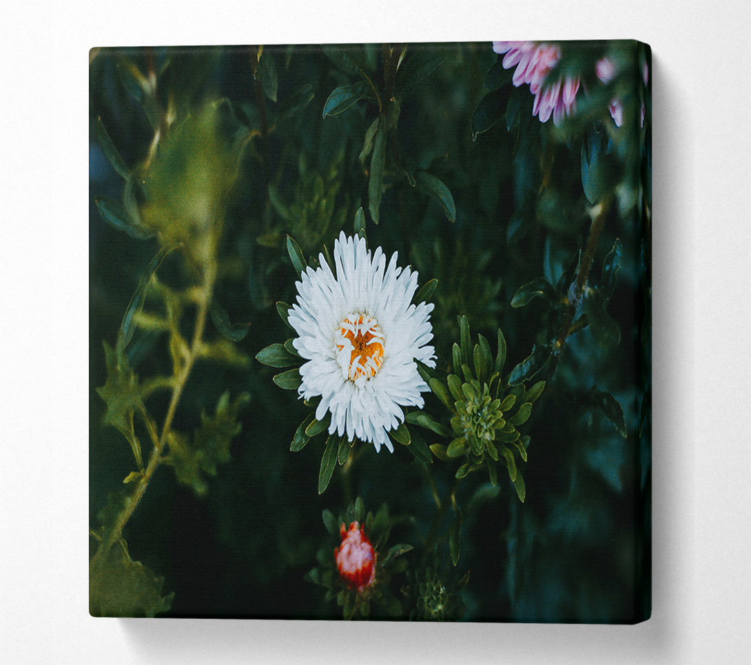  A Canvas Print of White Bloom In Green Canvas Print