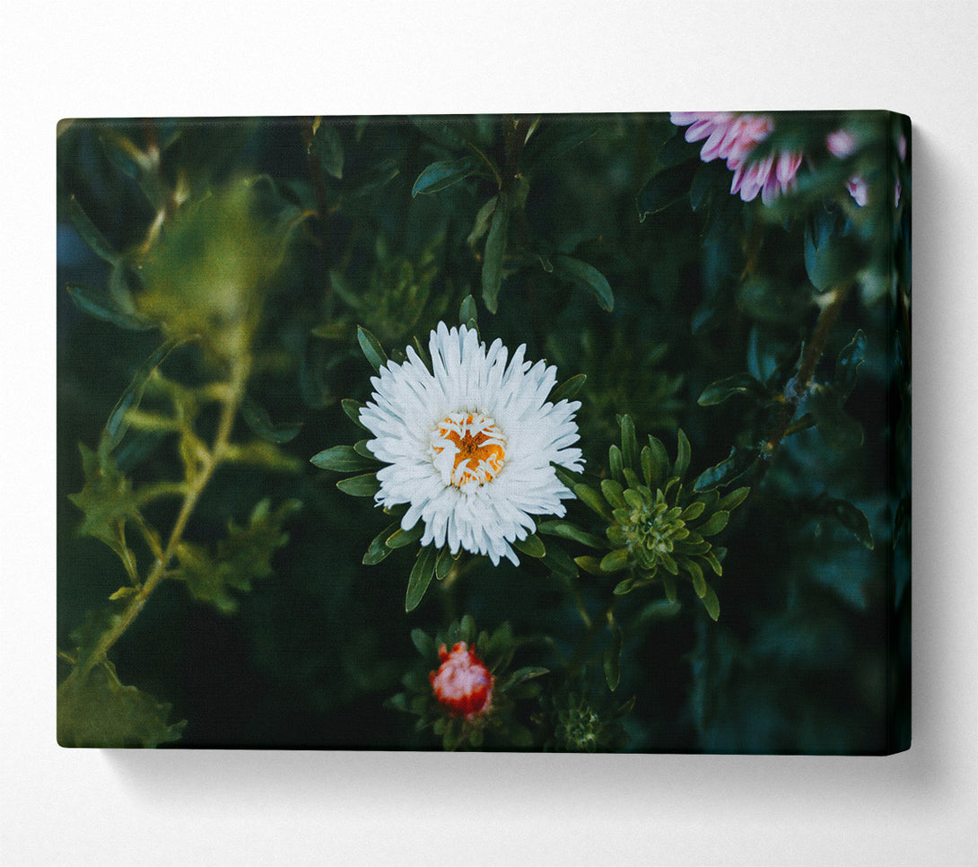  A Canvas Print of White Bloom In Green Canvas Print