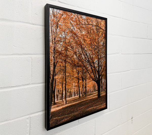 Golden Autumn Woods
