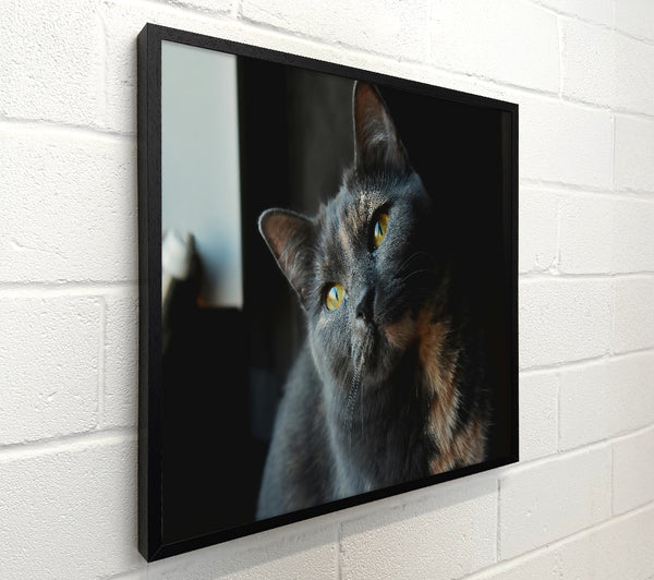 Grey Feline Gaze