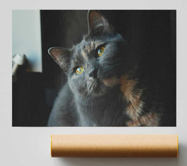 Grey Feline Gaze Giclee Print