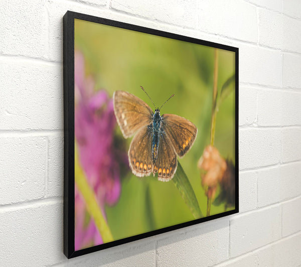 Brown Butterfly On Green