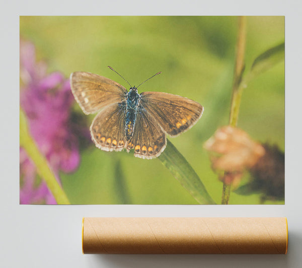 Brown Butterfly On Green Poster